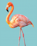 Flamingo
