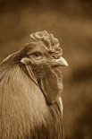 Domestic Chicken, Partridge Brahma, cockerel, close-up of head