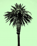 Palm Tree 1996 (Green)