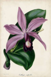 Plum Orchid