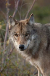 Gray Wolf portrait, Alaska