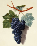 Black Muscadine Grapes