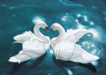 Swans in Love II