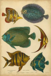 Goldsmiths Spinous Fishes