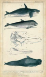 Antique Whale and Dolphin Study I