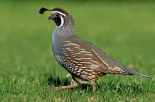 California Quail male, Christchurch, New Zealand