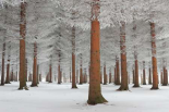 Magical Forest