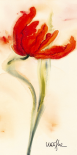 Tulipe I