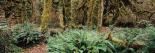 Rain forest, Pacific Rim, Vancouver