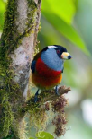 Toucan Barbet, Ecuador
