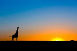 Giraffe silhouetted against the setting sun, Lethiau Valley, Central Kalahari Game Reserve, Botswana