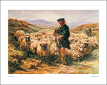 Highland Shepherd