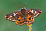 Emperor Moth, Switzerland