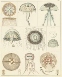 Jellyfish Display
