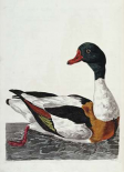 Hand Colored Engraving of a Duck
