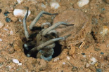 Forrests Wolf Spider emerging from its burrow near Mt Dimer, Western Australia