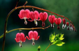 Bleeding Heart flowers