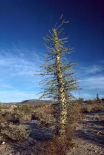 Boojum Tree with leaves, Baja California, Mexico