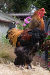 Domestic Chicken, Gold Brahma cock