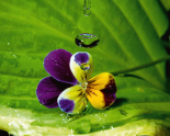 Pansy Drops