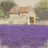 Tuscan Lavender