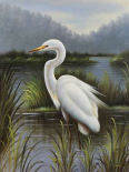 Morning Egret