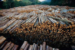 Gum Tree lumber, the worlds biggest source of Eucalyptus pulp for paper, Atlantic forest, Brazil