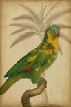 Parrot and Palm II