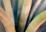 Agave, Tuscon