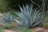 Agave and Bluebonnets at the Lady Bird Johnson Wildflower Center, near Austin, TX