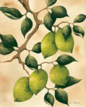 Italian Harvest - Limes
