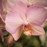 Orchid Romance