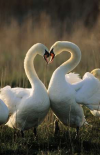 Mute Swan pair courting, Europe