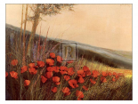 Field of Poppies