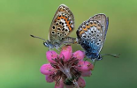 Silver-studded Blue butterfly pair mating on flower, Europe