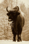 European Bison or Wisent in snow, Europe