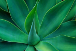 Fox Tail Agave leaves close up-succulent-native to the mountains of central Mexico