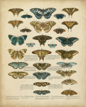 Tabula de Papilio