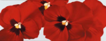 Red I (pansies)