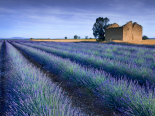 Stone Barn in Lavender Field