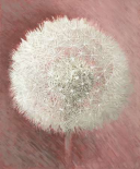Dandelion Clock I