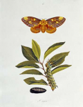 The Natural History of The Rarer Lepidopterous Insects of Georgia 1794