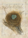 Nest - Blackbird