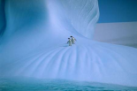 Adelie Penguin pair on iceberg, Antarctica