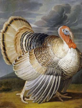 A Turkey In a Landscape