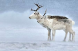 Two Reindeer, male and female during a blizzard, Kiberg Varanger Finnmark,Norway