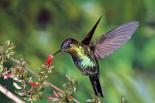 Fiery-throated Hummingbird feeding at Ladies Eardrops flower, Poas Volcano National Park, Costa Rica