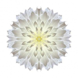 Kaleidoscope Dahlia