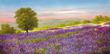 Lavender Field