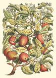 Apple Tree Branch